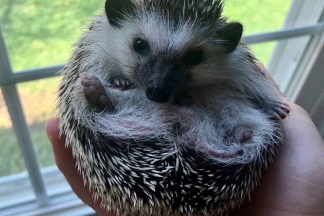 Fairfax County Families Share What Hedgehogs Are Like As Pandemic Pets Tysons Reporter,Blackened Fish Seasoning