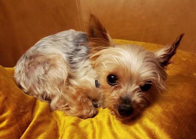 Pet of the Week: Dolce, a tiny terrier with perky ears and a big heart